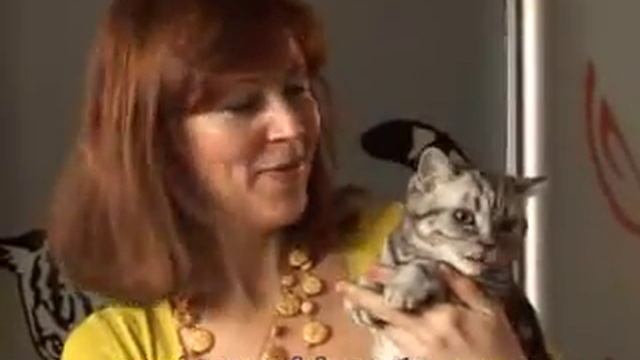 Marble Design *UA -британские котята мраморных окрасов.wmv смотреть онлайн