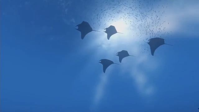 Trailer theBlu смотреть онлайн
