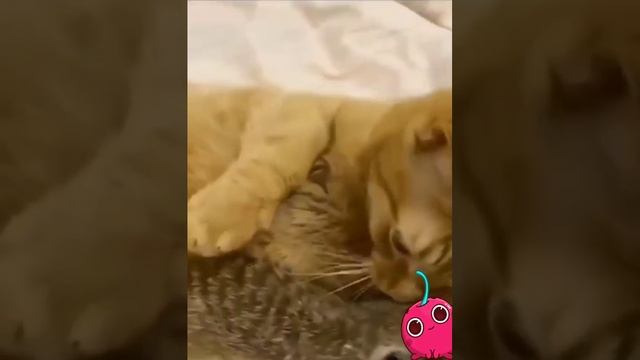 Отвлекись и улыбнись!