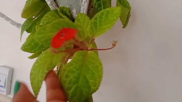 Episcia plant | Flame violet | easy caring malayalam смотреть онлайн