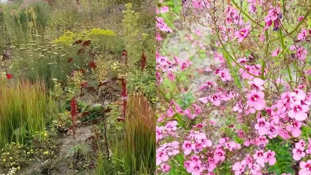 Floriade 2022. Вторая часть? Приглашаю вас насладиться голландскими цветниками? Сочетания растений смотреть онлайн