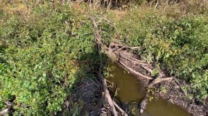 Бобры разрушили плотину. Спустили огромный пруд.