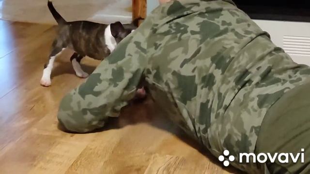 Выбрали имя для щенка бультерьера?