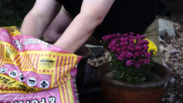 Container Garden Update 45: Planting Mums and Gazania смотреть онлайн