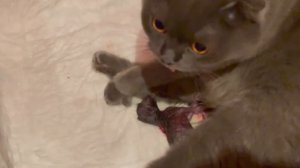 Первые Роды ШОТЛАНДСКОЙ ВИСЛОУХОЙ КОШКИ :)