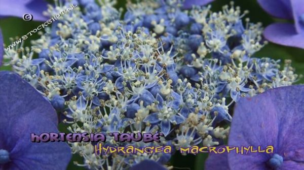 Hydrangea macrophylla 'Taube' - hortensia