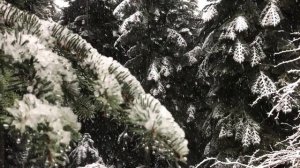 Доменико Скарлатти | Соната Для Фортепиано Си Минор