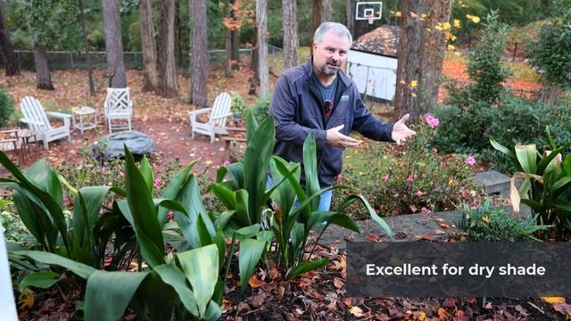 Aspidistra Elatior - Cast Iron Plant