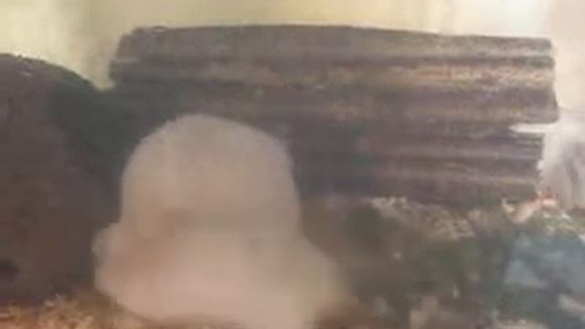 ДОМАШНИЕ СИРИЙСКИЕ ХОМЯКИ В ПЕРЕНОСКЕ // ХОМЯКИ ВИДЕО // ВИДЕО ПРО ДОМАШНИХ ЖИВОТНЫХ смотреть онлайн