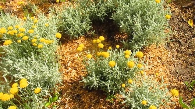 Сантолина . Что будет если обрезать под ноль. смотреть онлайн