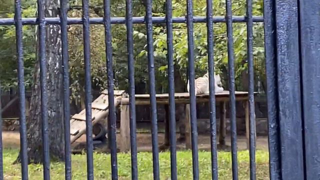 В Новосибирском зоопарке с реборном Лиамом 😊#fakebaby #fakebody #reborndoll #куклареборн #reborn