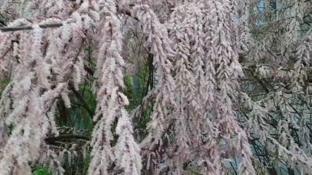 Цветение тамарикса! Мой опыт ухода за кустарником.