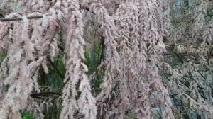 Цветение тамарикса! Мой опыт ухода за кустарником.