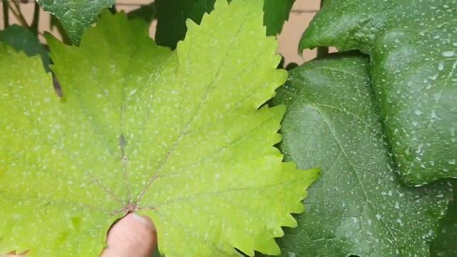 Хлороз винограду.Причина та лікування захворювання. смотреть онлайн