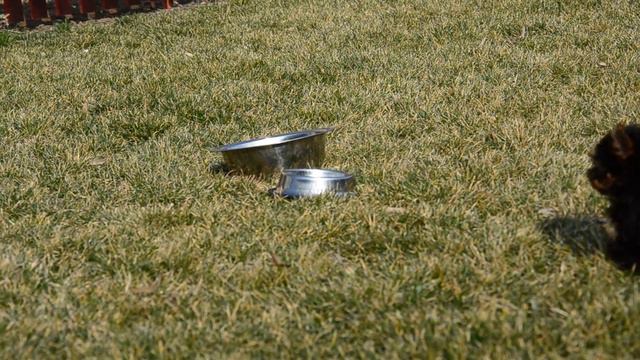 "Raia-Dogs" предлага супер мини йорки . смотреть онлайн