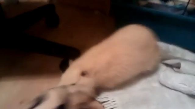 Домашняя нутрия смотреть онлайн