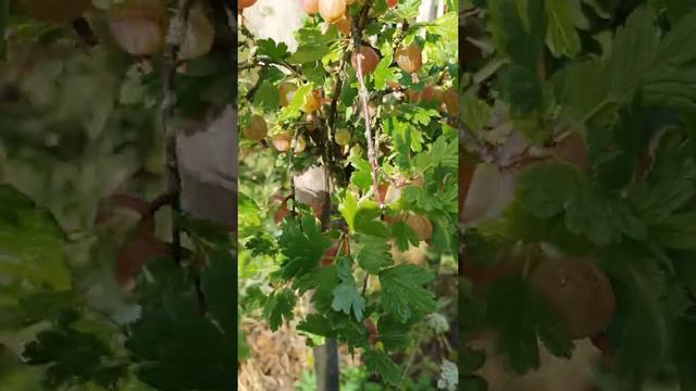 red type Gooseberry in my garden #stachelbeere смотреть онлайн