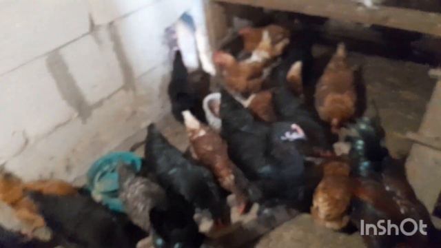 Вурхису дали новую кличку. Свинка пришла в охоту. смотреть онлайн
