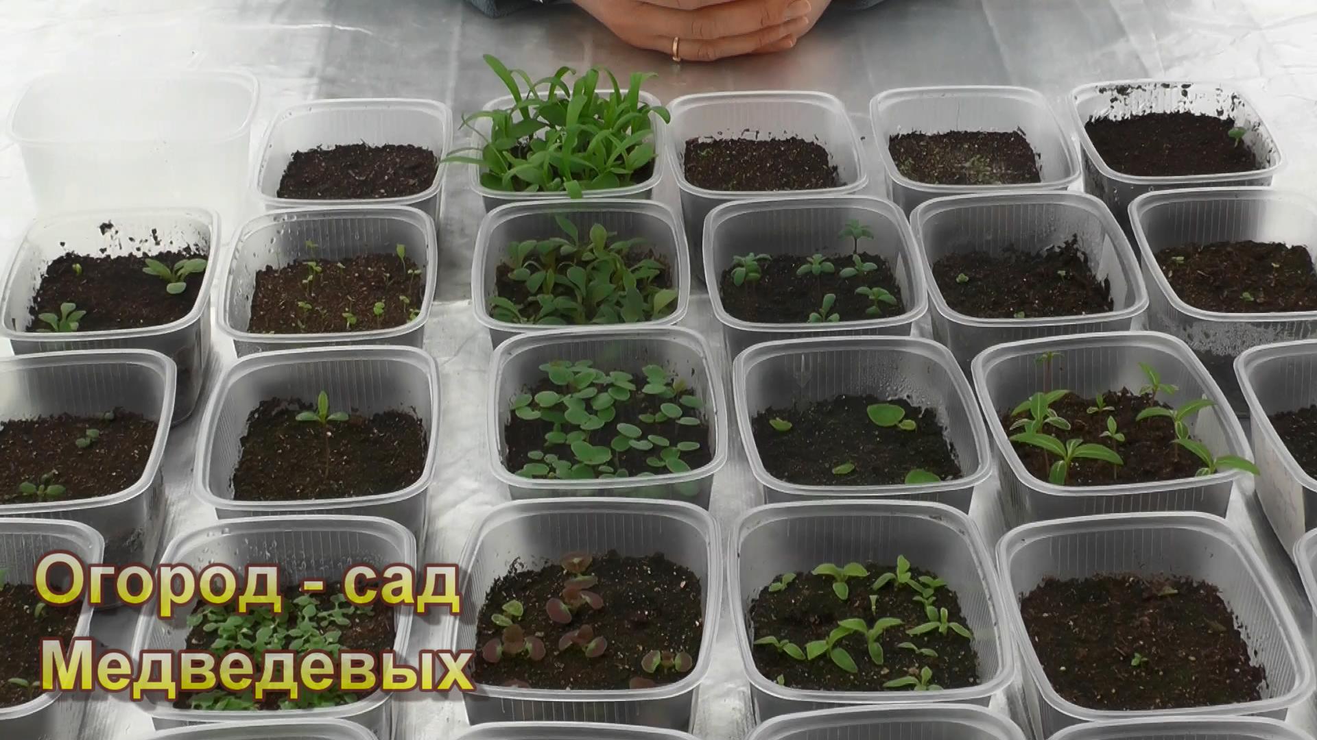 Рассада цветов - первая пикировка в этом сезоне смотреть онлайн