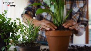 1 Ампула Декабрист и Денежное Дерево и Все Другие Цветы Пышно Цветут Постоянно Как Сумасшедшие!