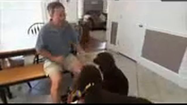 Ирландский водяной спаниель, все породы собак, 101 dogs. Введение в собаковедение. смотреть онлайн