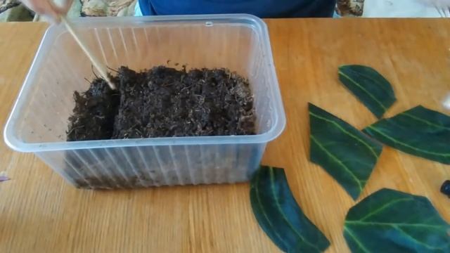 Размножение глоксиний фрагментом листа смотреть онлайн