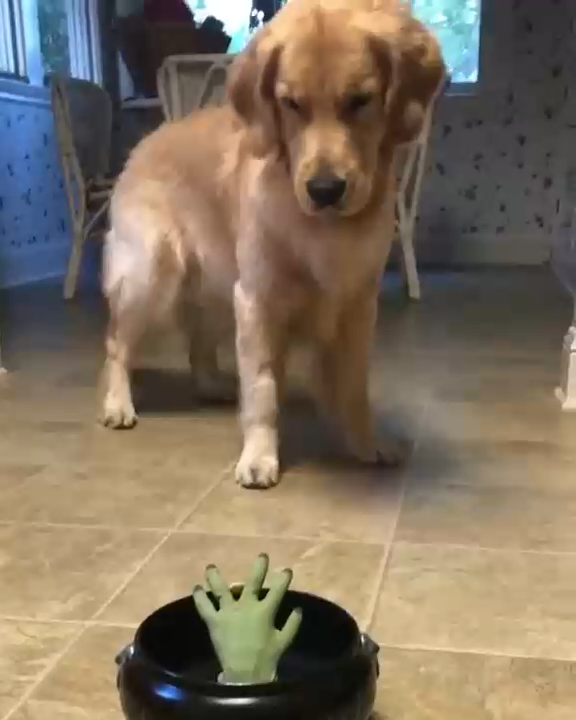 Собака испугалась смотреть онлайн