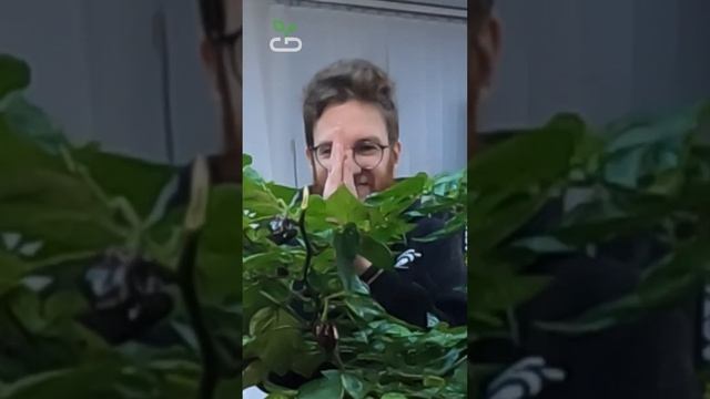 ? ШОКОЛАДНЫЙ ХАБАНЕРО СБОР УРОЖАЯ ? 500,000 SHU сковиллов #shorts #timelapse #habanero смотреть онлайн