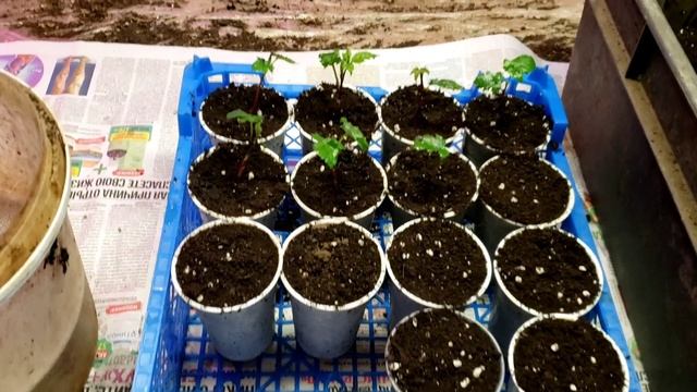 Пикирую саженцы ежевики. Планы на будущее. смотреть онлайн