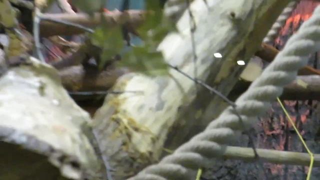 Буроголовые тамарины с малышами 28.01.2021 смотреть онлайн