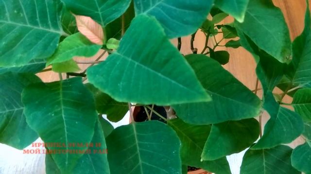 Пуансетия, уход в домашних условиях, полив. Комнатное цветоводство смотреть онлайн