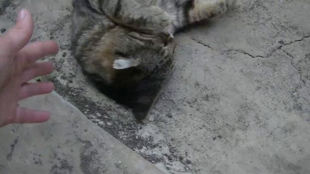 ХОРОШЕЙ ПОГОДЫ ЖЕЛАЮ ТЕБЕ # ЯРКИХ СОБЫТИЙ СЧАСТЛИВЫХ МОМЕНТОВ # ПОЖЕЛАНИЕ ОТ БАРСИКА # смотреть онлайн