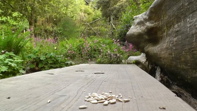 Videos For Dogs To Watch - Dog TV Videos Of Birds And Squirrels For Separation Anxiety