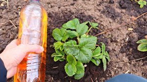 Это — настоящая находка для клубники весной! После применения ягоды в 2 раза больше.