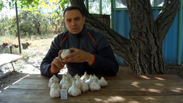 ТОНКОСТИ ВЫРАЩИВАНИЯ КРУПНОПЛОДНОГО ОЗИМОГО ЧЕСНОКА СОРТА ЛЮБАША смотреть онлайн