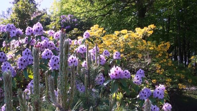 Graal-Müritz Rhododendron Park смотреть онлайн