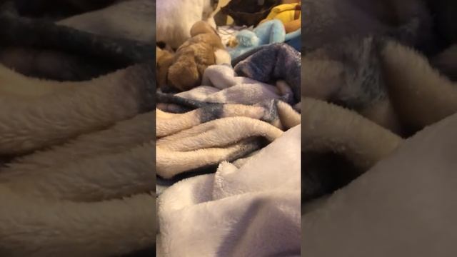 we git a cat?✌️? смотреть онлайн