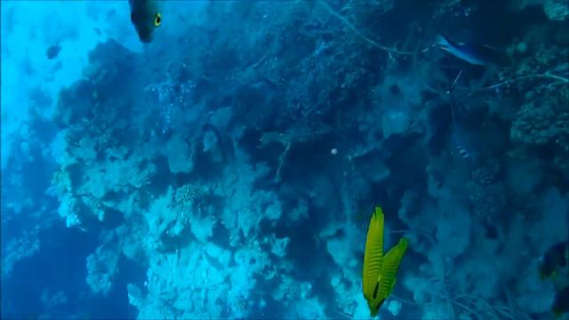 Мир Красного моря