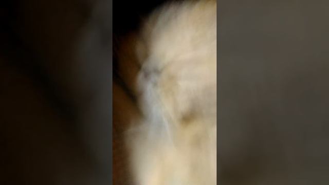 Когда проснулся кот он ничего не понимает (это про моего кота)😂😂 смотреть онлайн