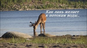 Как лань желает к потокам воды...