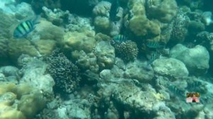 #10 Мальдивы. Живность острова Фихалхохи. FIHALHOHI island resort 4 звезды. Август 2023