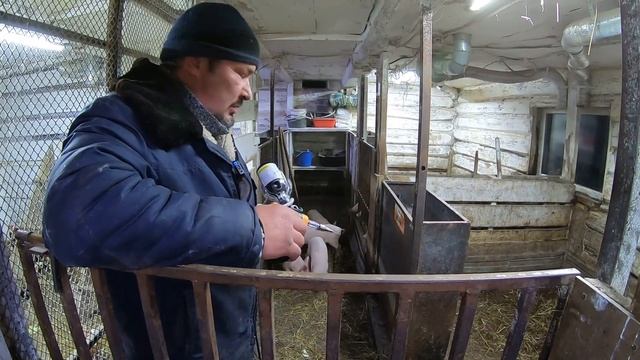 СТАВИМ ПОРОСЯТАМ УКОЛЫ препарат СЕДИМИН | Железо для поросят | Теплая будка для собаки | Деревня смотреть онлайн