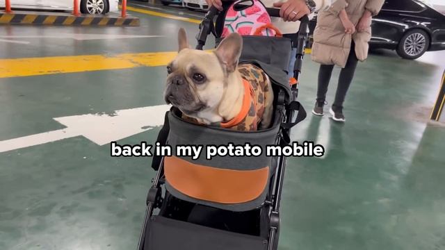 Crazy Last Day On Vacation | Baby And Dogs First Island Holiday Together- Part 3 смотреть онлайн