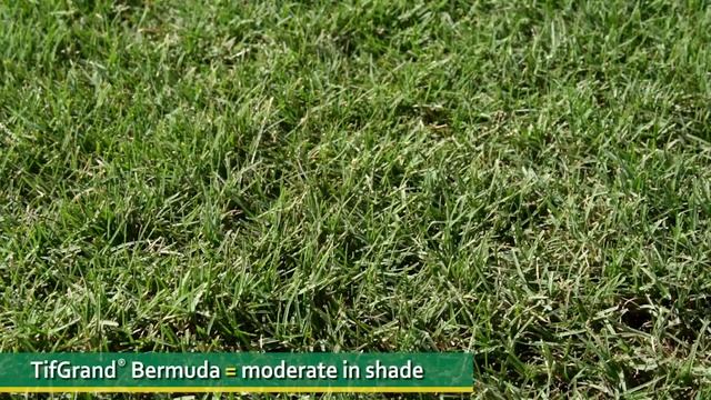 Two Views On Shade And Turf