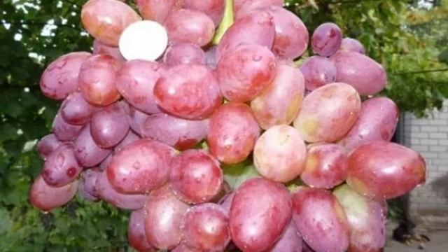 Виноград София - описание смотреть онлайн