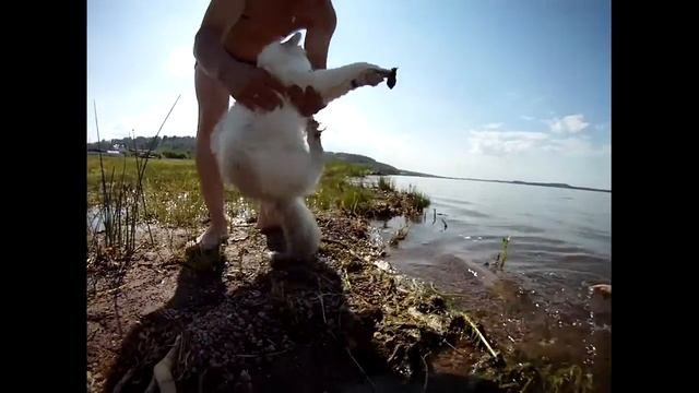 Кот и озеро.