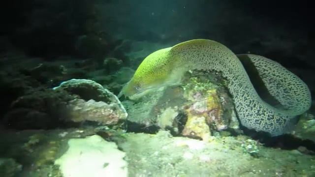 Бали - 2013. Ночной Туламбен. Diving on Bali - 2013. Night Tulamben - USS Liberty Wreck. Canon G12. смотреть онлайн