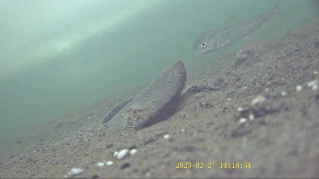 Поведение хариуса и гольяна зимой под льдом смотреть онлайн