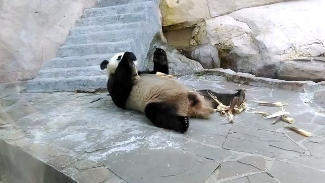 Ru Yi (Male Panda at the Moscow Zoo) - Панда Жуи жует/3 смотреть онлайн