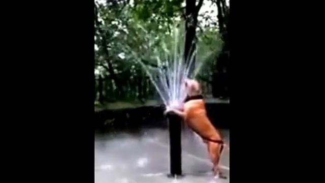 Пес и фонтан. Очень смешно! смотреть онлайн